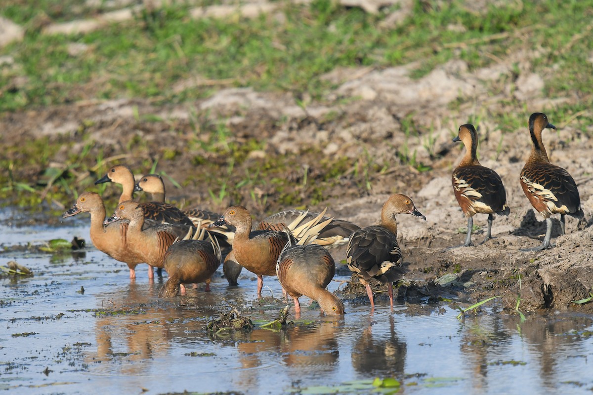 Suirirí Australiano - ML646858984