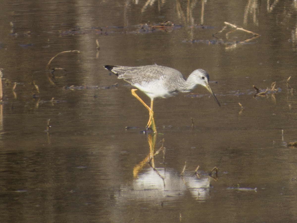 オオキアシシギ - ML646858986