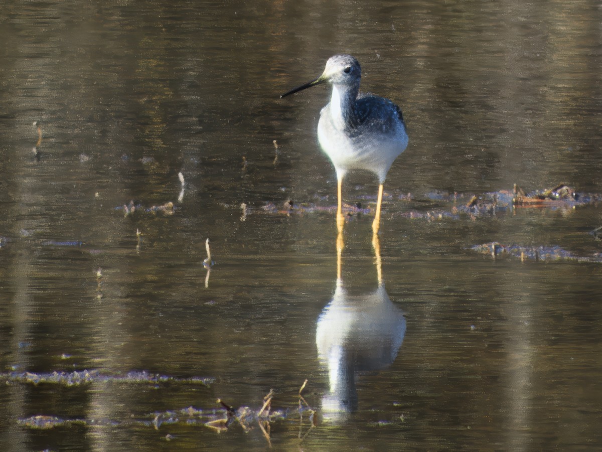 オオキアシシギ - ML646858987