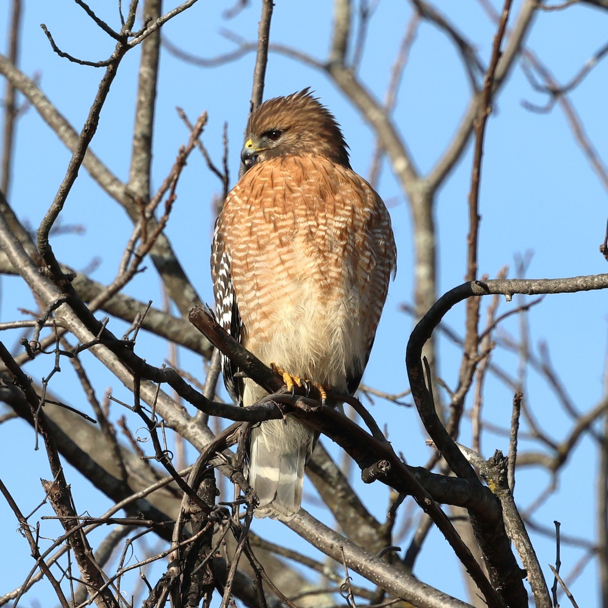 Buse à épaulettes - ML646858990