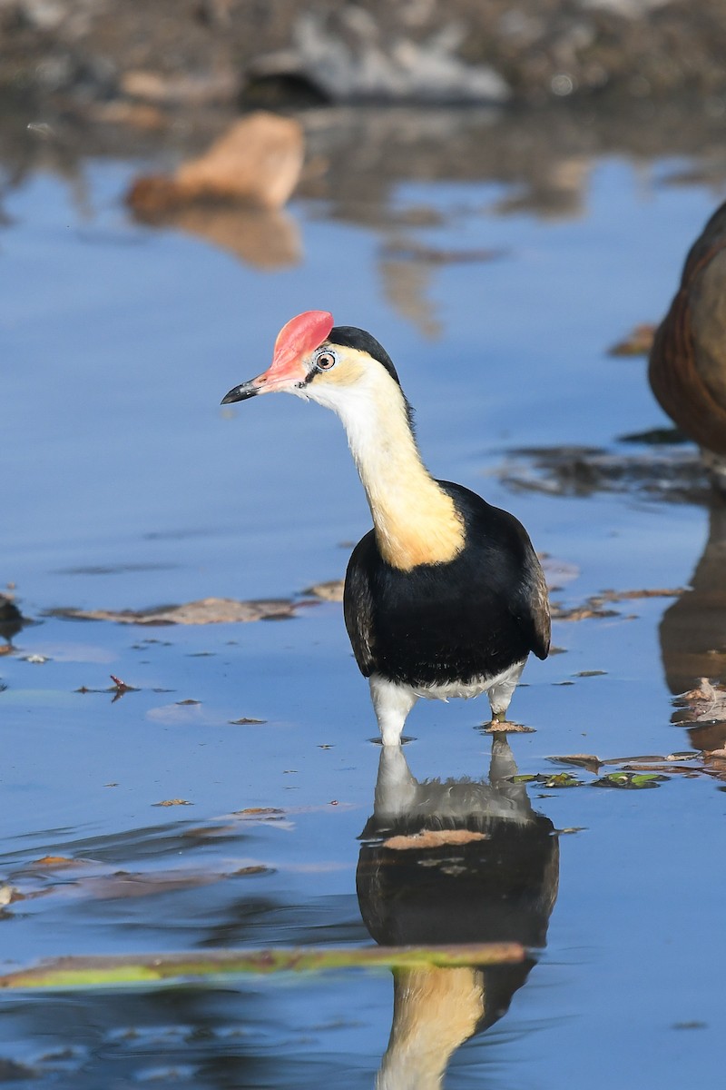 Jacana Crestada - ML646858992