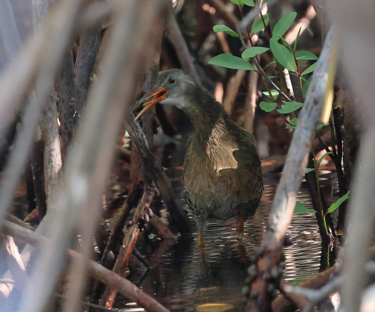 Rascón Crepitante (grupo caribaeus) - ML646858994