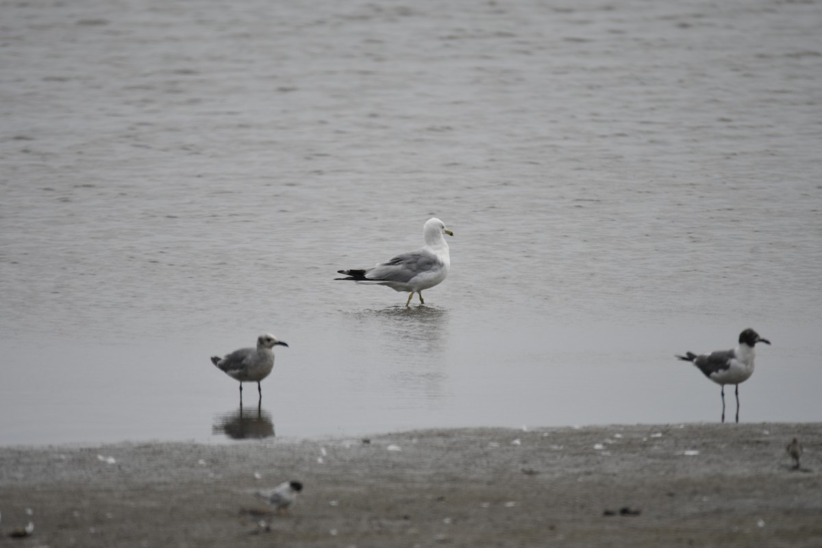 Делавэрская чайка - ML646858997