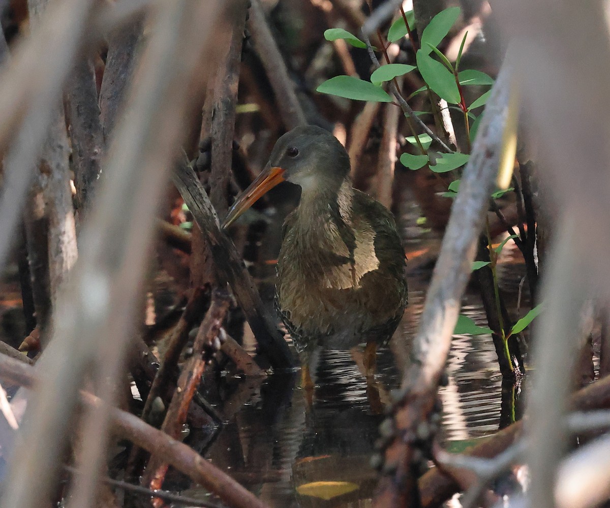 Rascón Crepitante (grupo caribaeus) - ML646858999