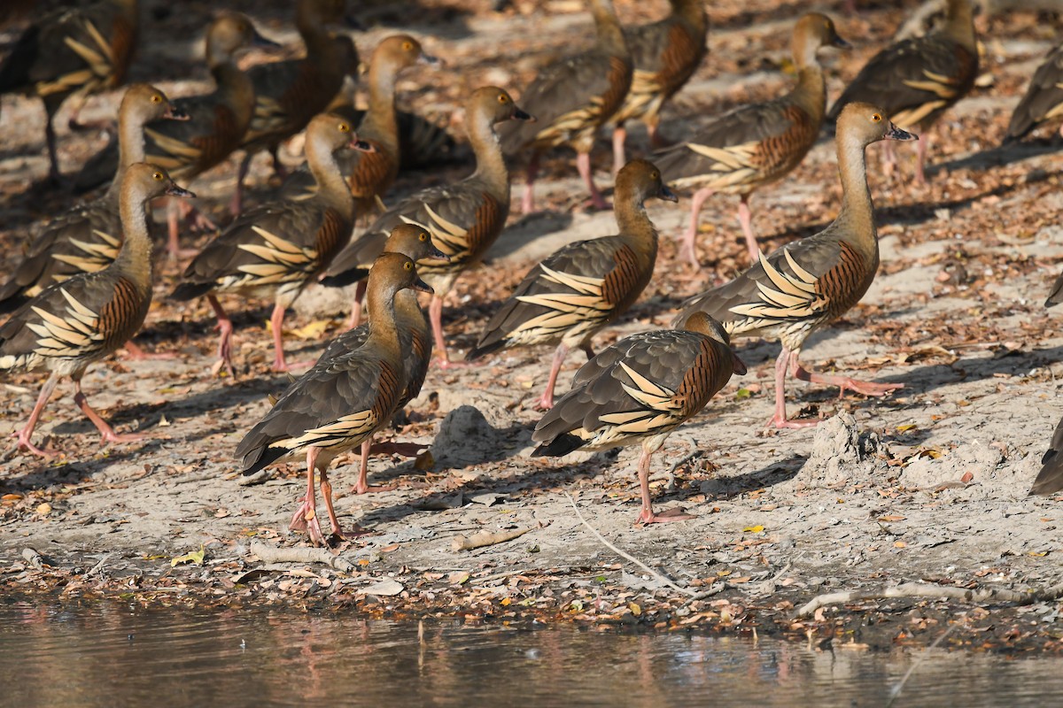 Suirirí Australiano - ML646859000