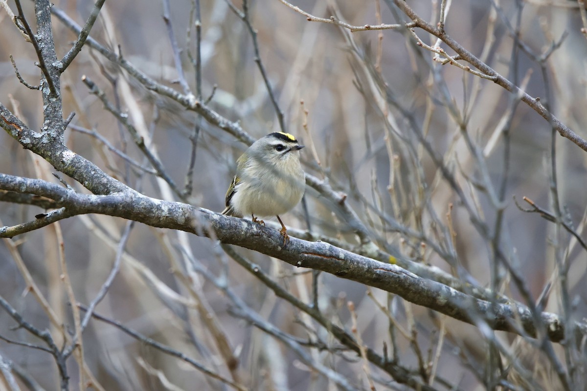 Золотомушка світлоброва - ML646859005