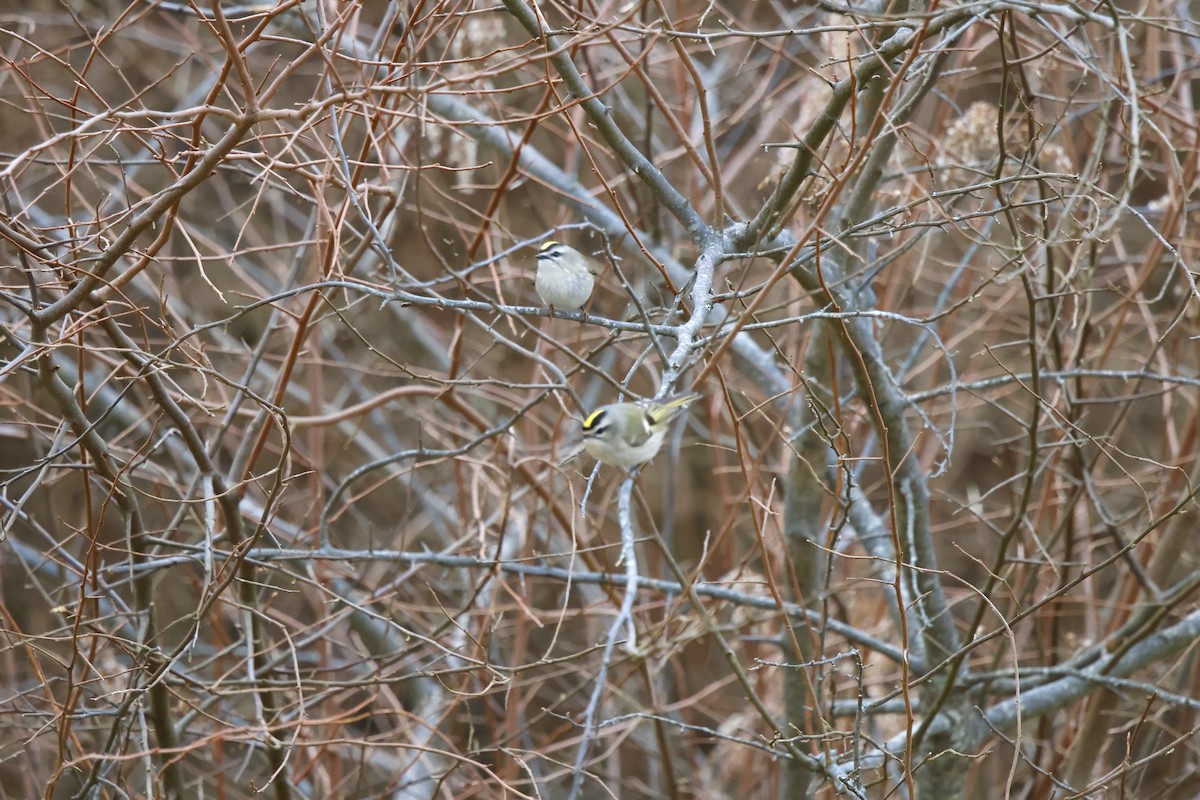 Золотомушка світлоброва - ML646859006