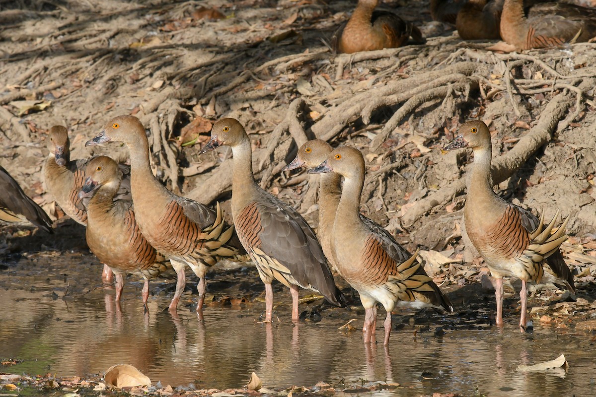 Suirirí Australiano - ML646859007