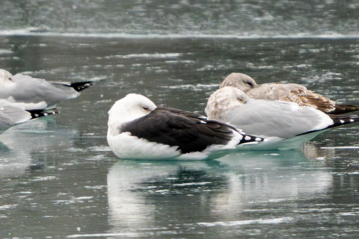 Great Black-backed Gull - ML646859010