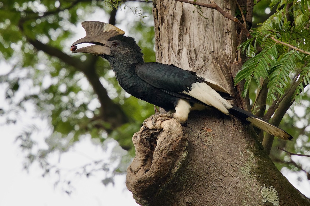 Kır Yanaklı Boynuzgaga - ML646859012