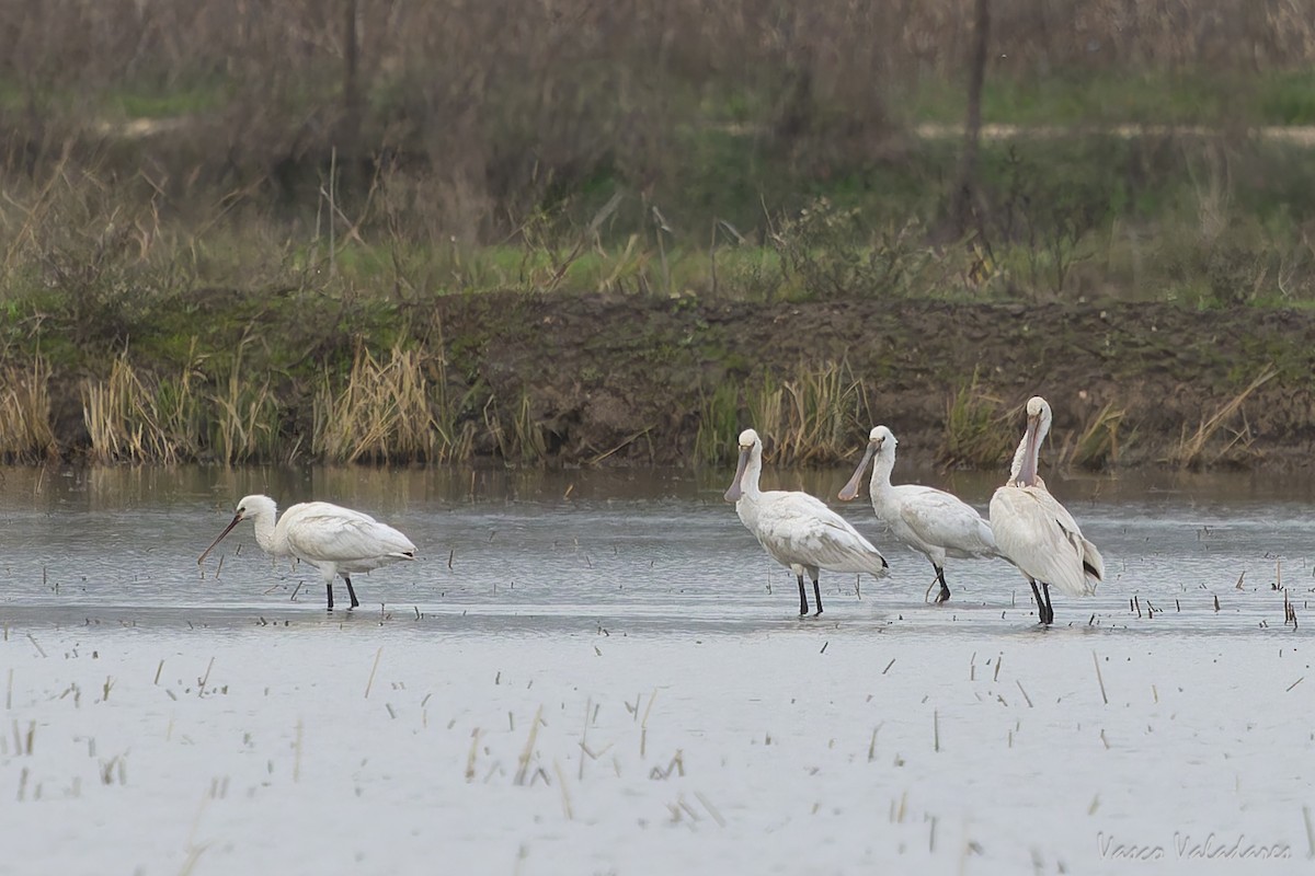 Eurasian Spoonbill - ML646859013