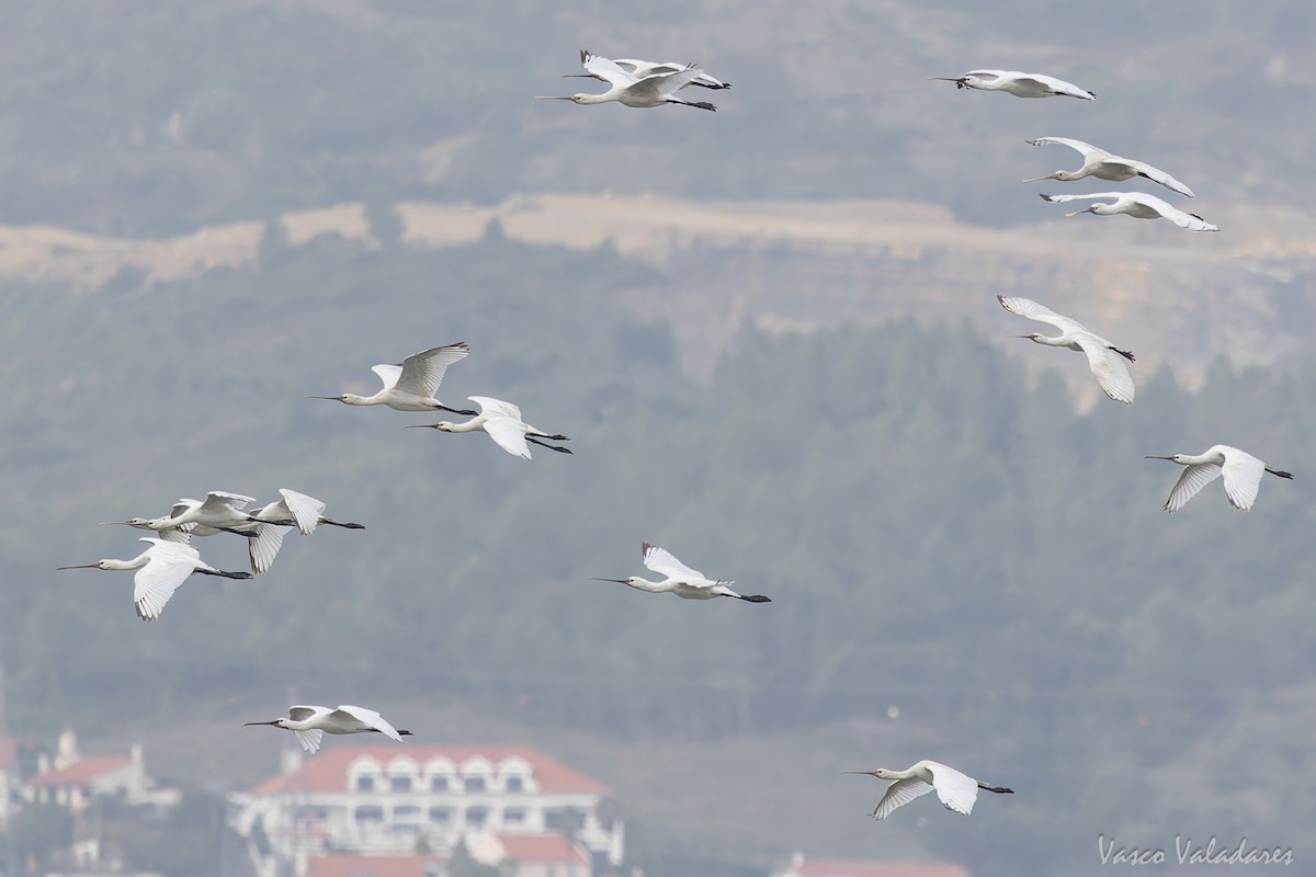 Eurasian Spoonbill - ML646859014