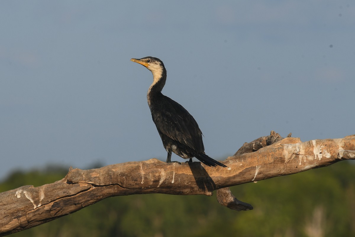 Cormorán Piquicorto - ML646859015