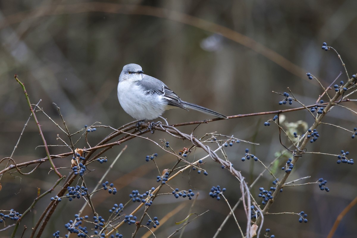 Пересмішник багатоголосий - ML646859019