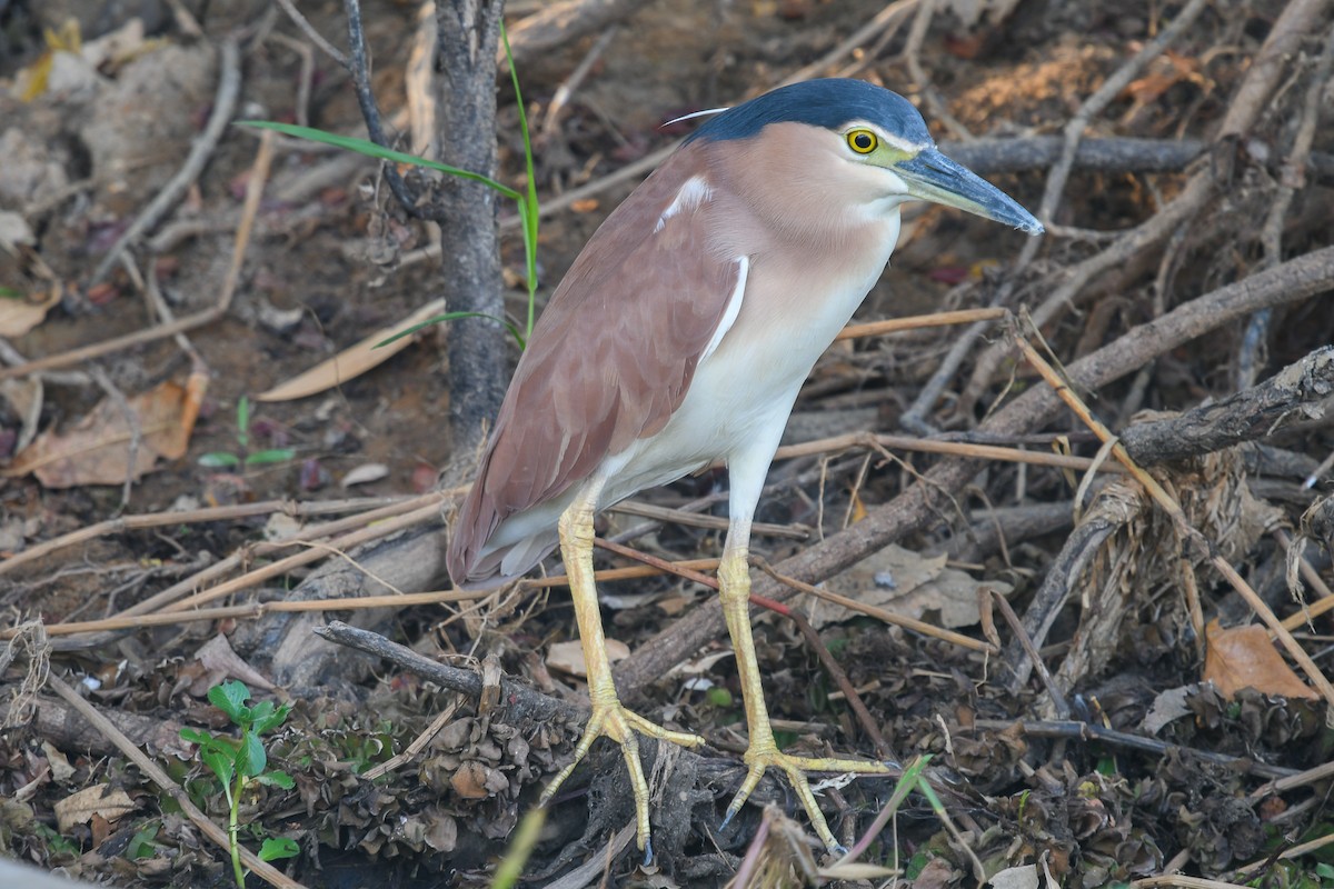 Martinete Canelo - ML646859023