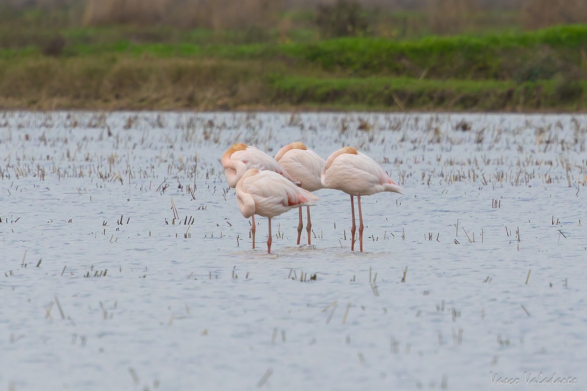 Greater Flamingo - ML646859024