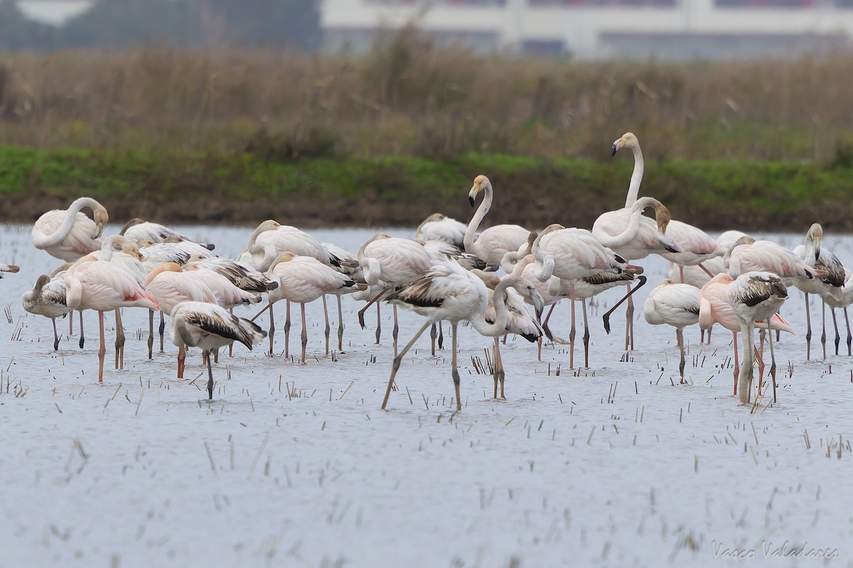 Greater Flamingo - ML646859025