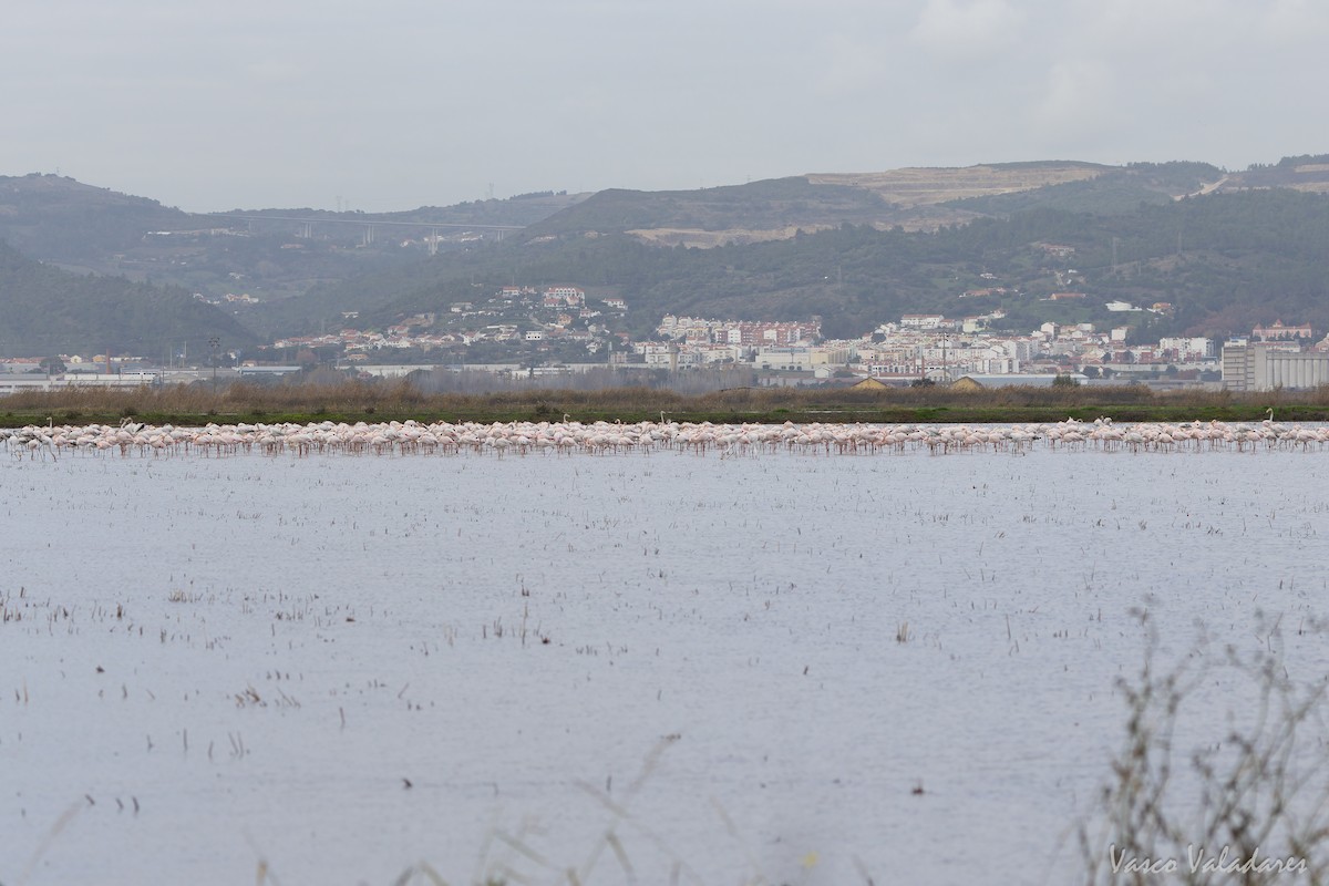 Greater Flamingo - ML646859026