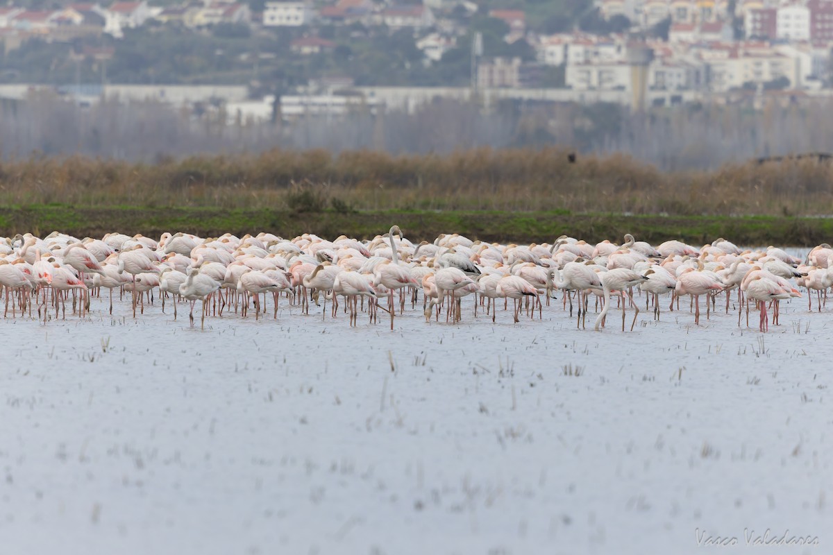 Greater Flamingo - ML646859027