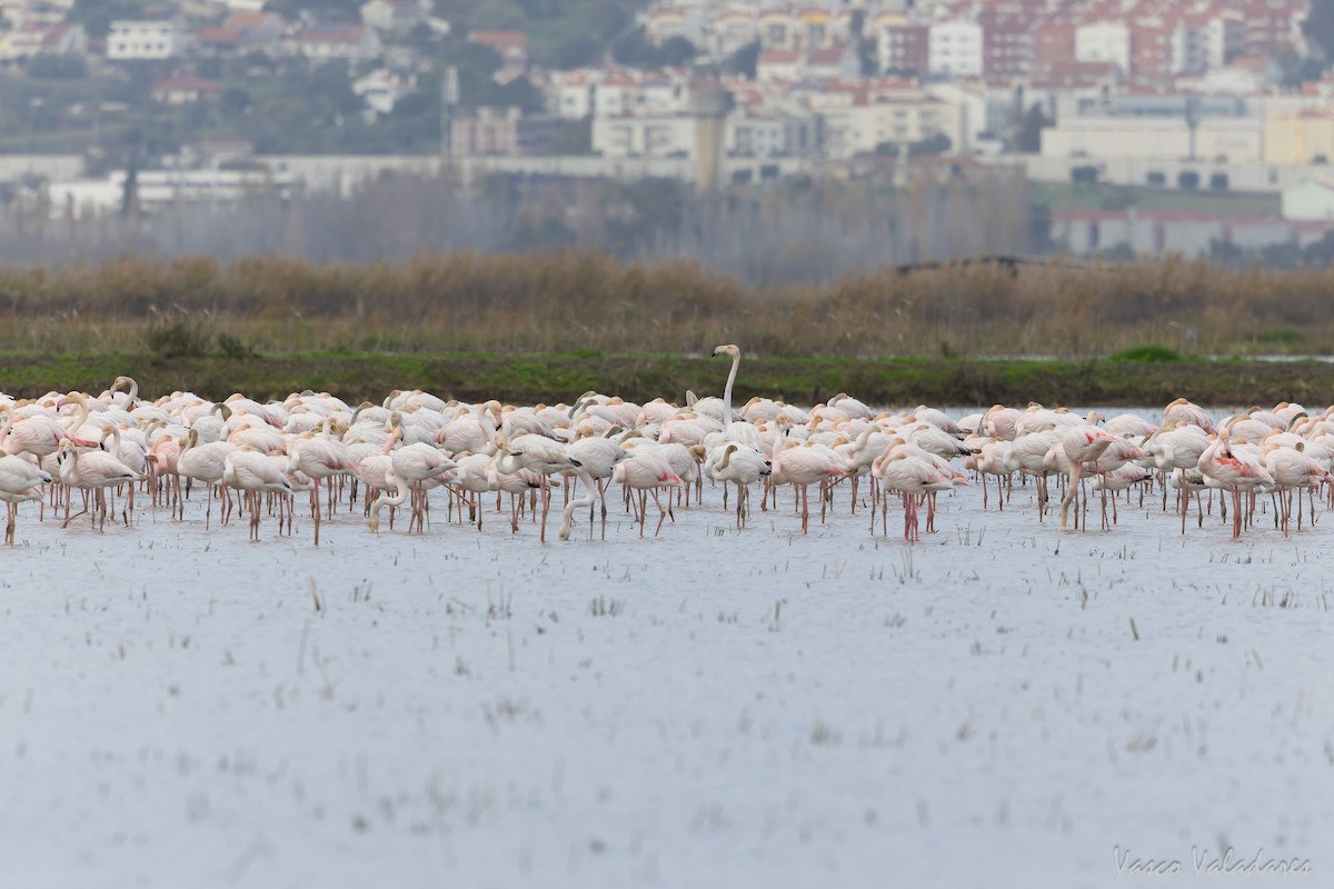 Greater Flamingo - ML646859028
