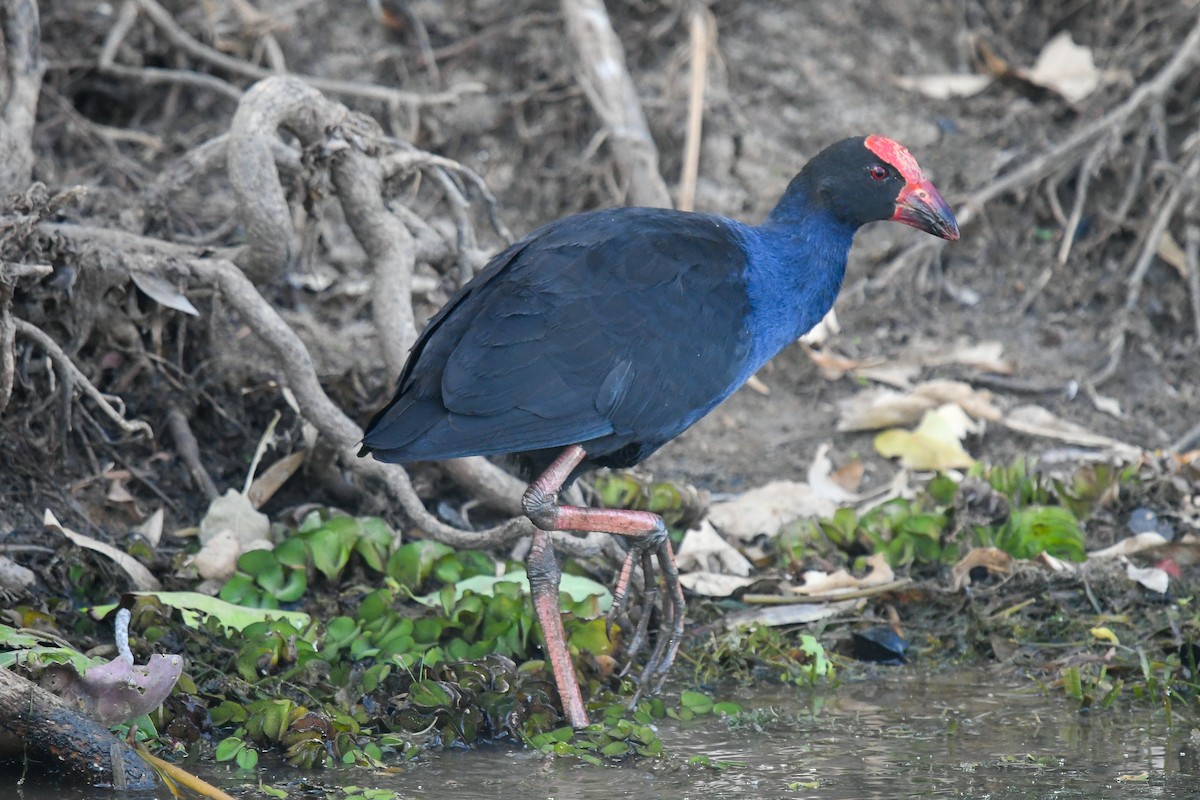 Calamón Australiano - ML646859030