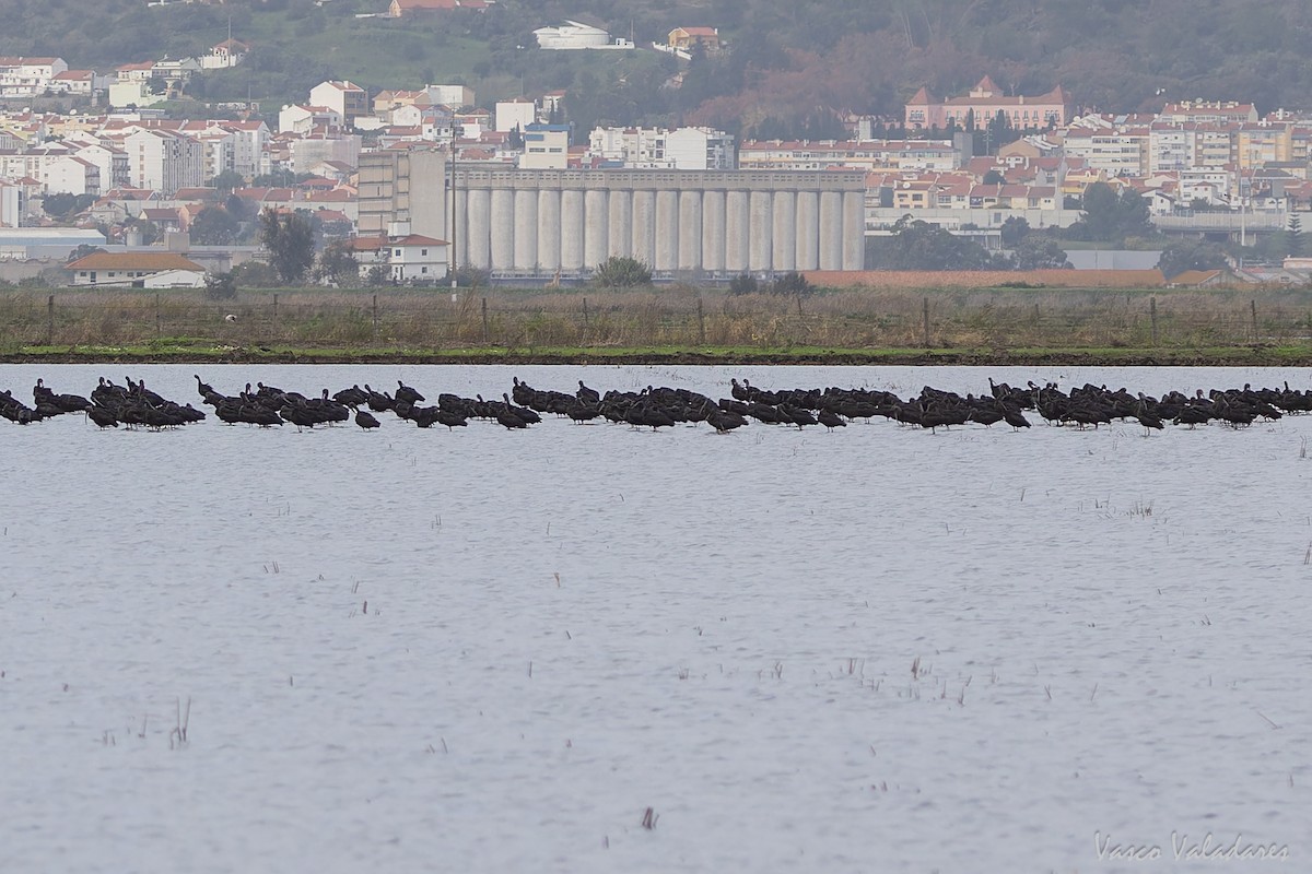 Glossy Ibis - ML646859031