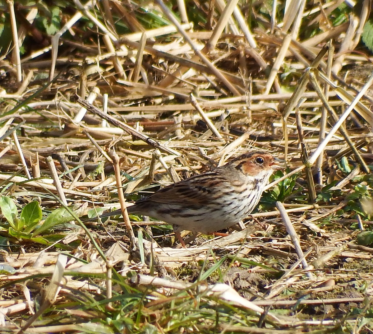 Борлог хөмрөг - ML646859032