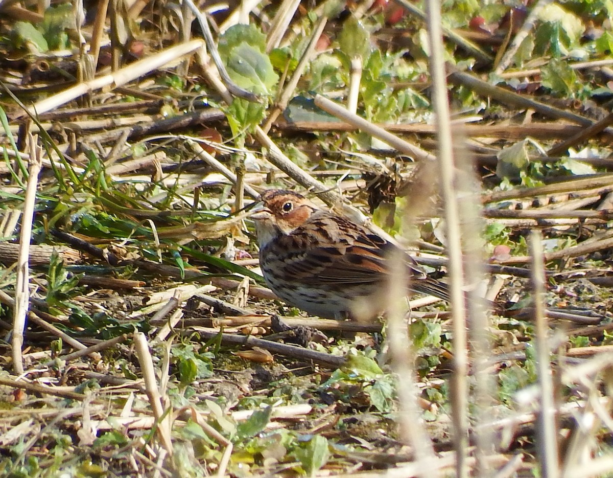 Борлог хөмрөг - ML646859033