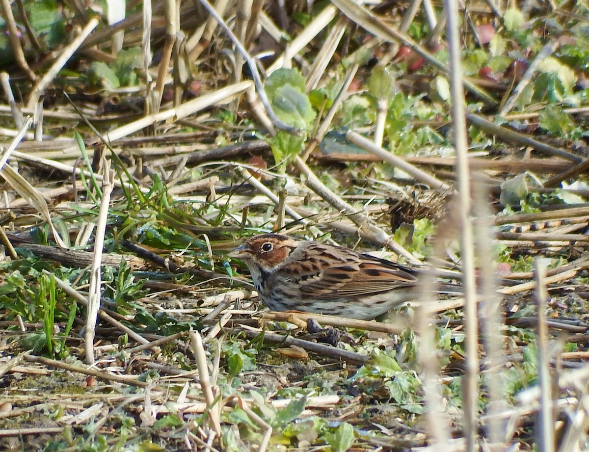 Борлог хөмрөг - ML646859034