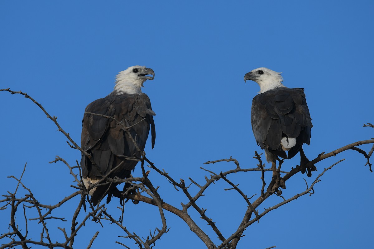 Pigargo Oriental - ML646859036