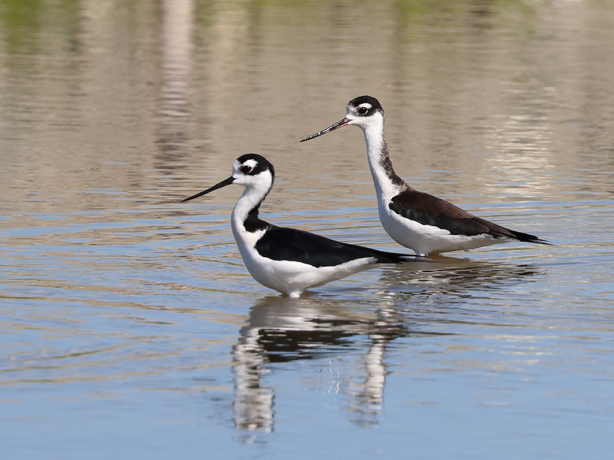 Cigüeñuela Cuellinegra - ML646859038