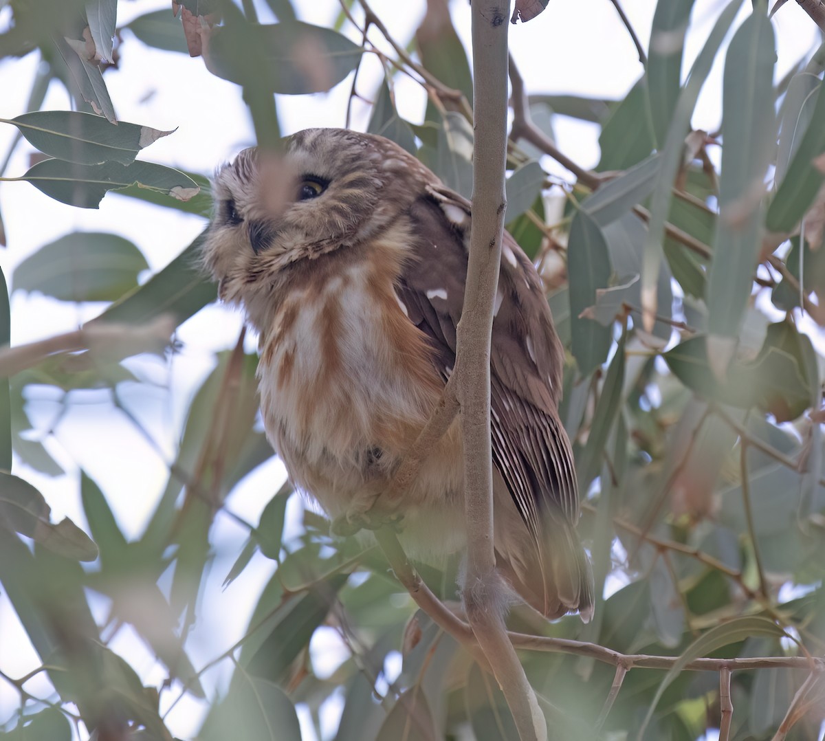 Northern Saw-whet Owl - ML646859039