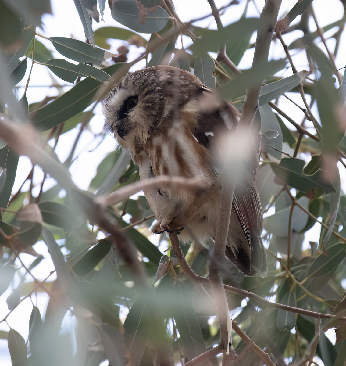 Northern Saw-whet Owl - ML646859040