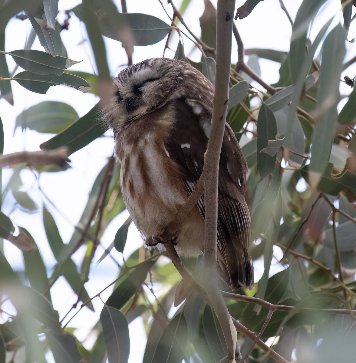 Northern Saw-whet Owl - ML646859041