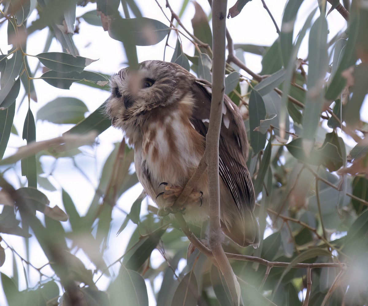 Northern Saw-whet Owl - ML646859042