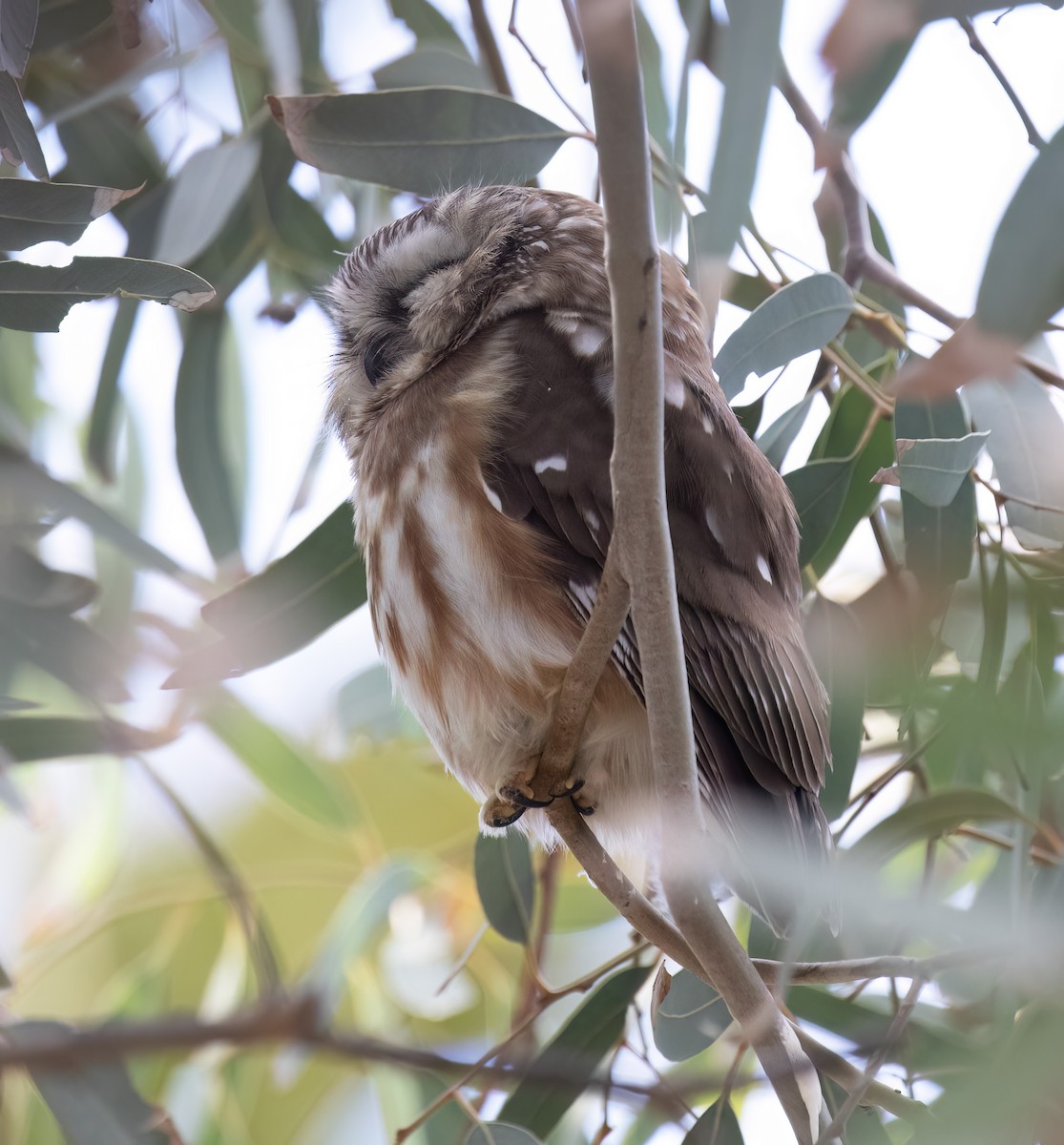 Northern Saw-whet Owl - ML646859043