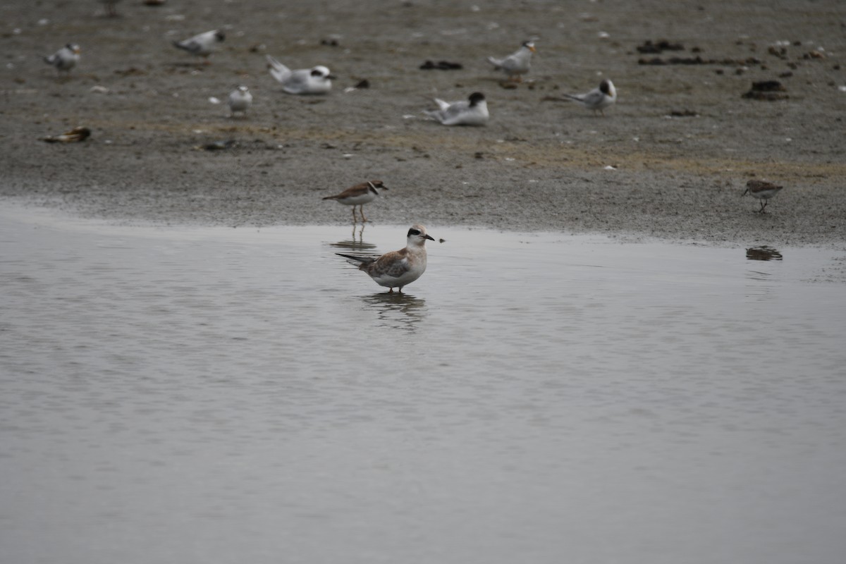 Forster's Tern - ML646859045
