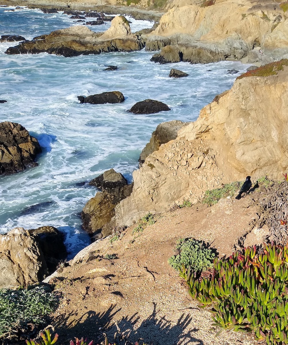 Brewer's Blackbird - ML646859047