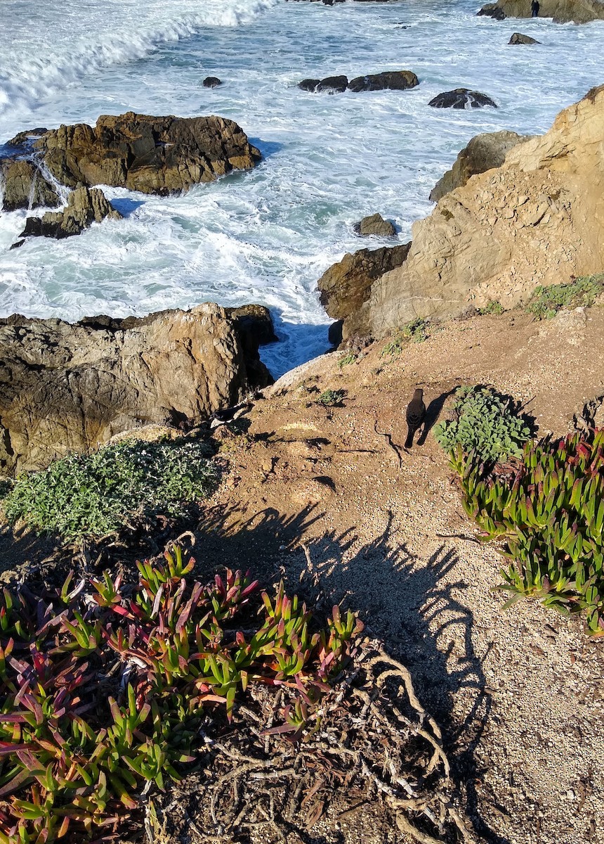 Brewer's Blackbird - ML646859048