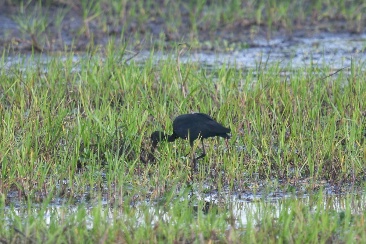 Morito Común - ML646859049