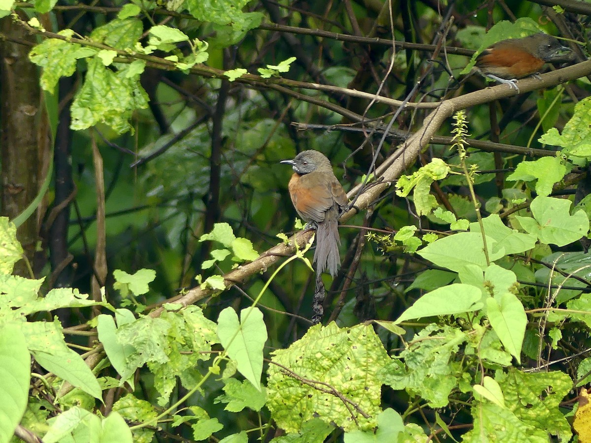 Rufous-breasted Spinetail - ML646859050