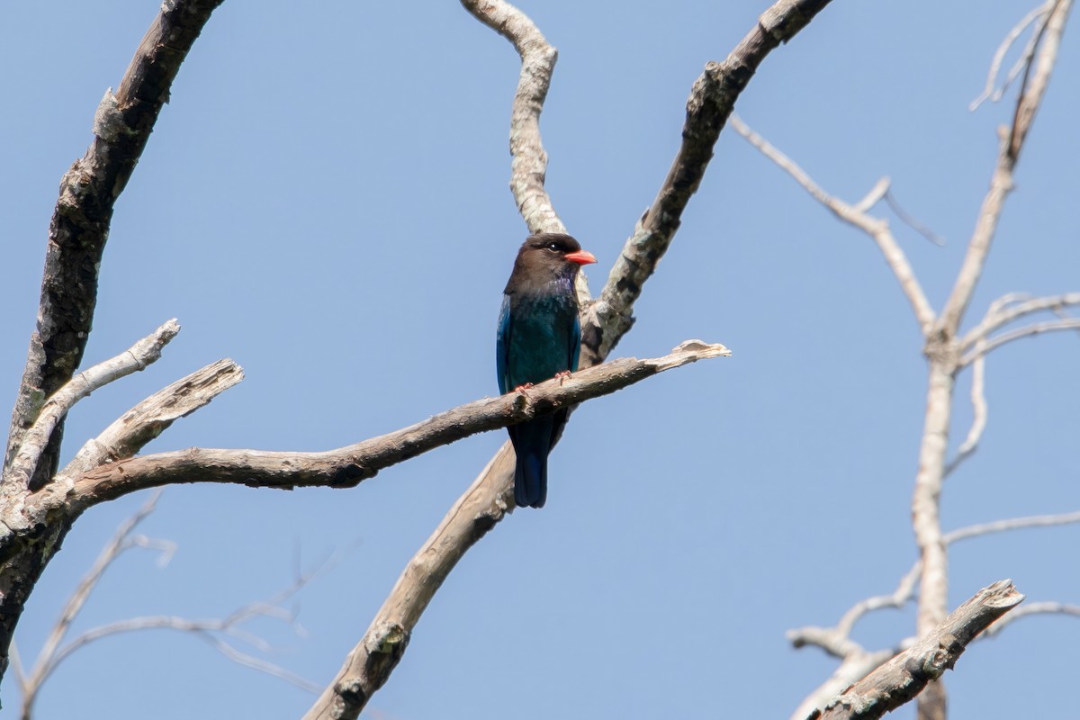 Dollarbird - ML646859051
