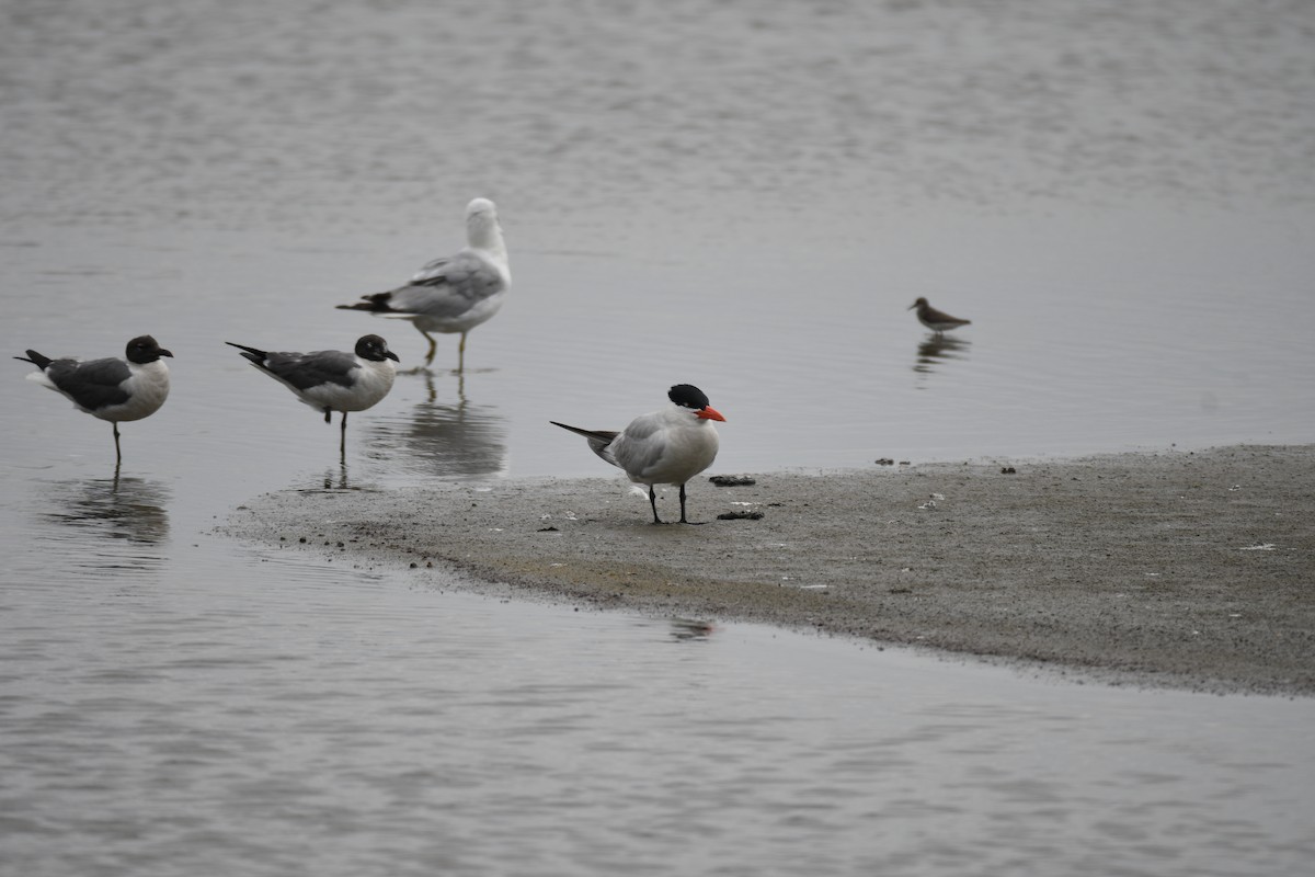 Txenada mokogorria - ML646859052