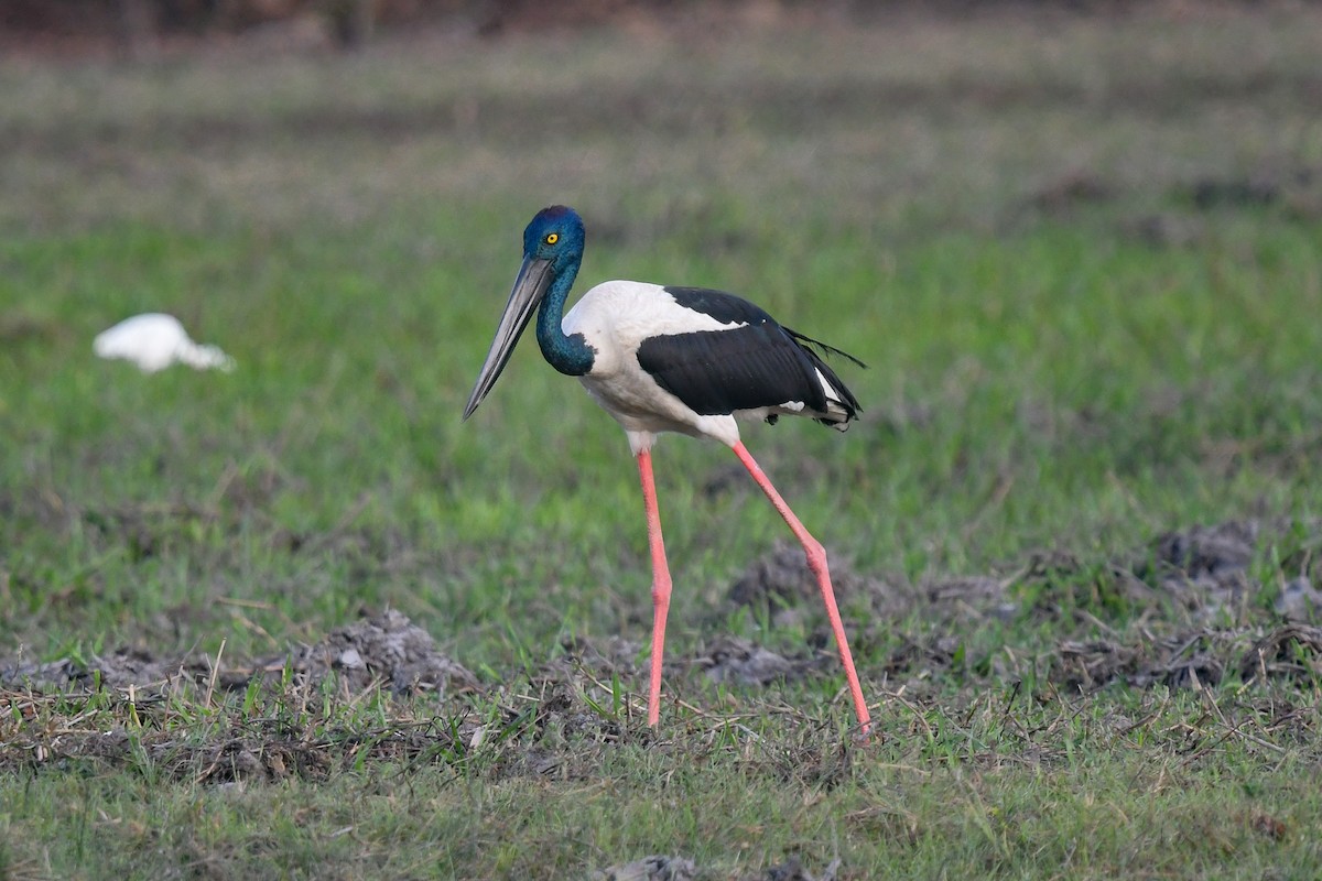 Jabiru asiarra - ML646859054