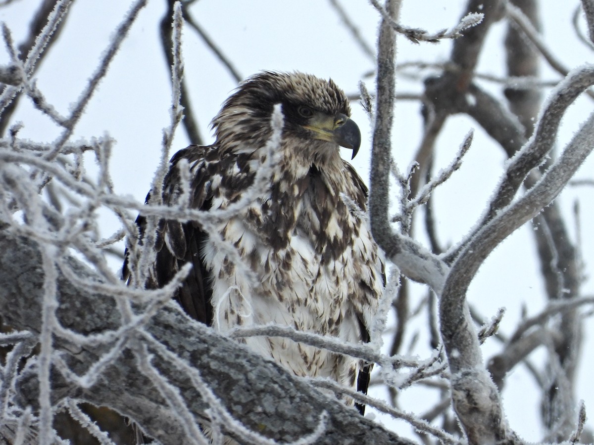 Itsas arrano buruzuria - ML646859055