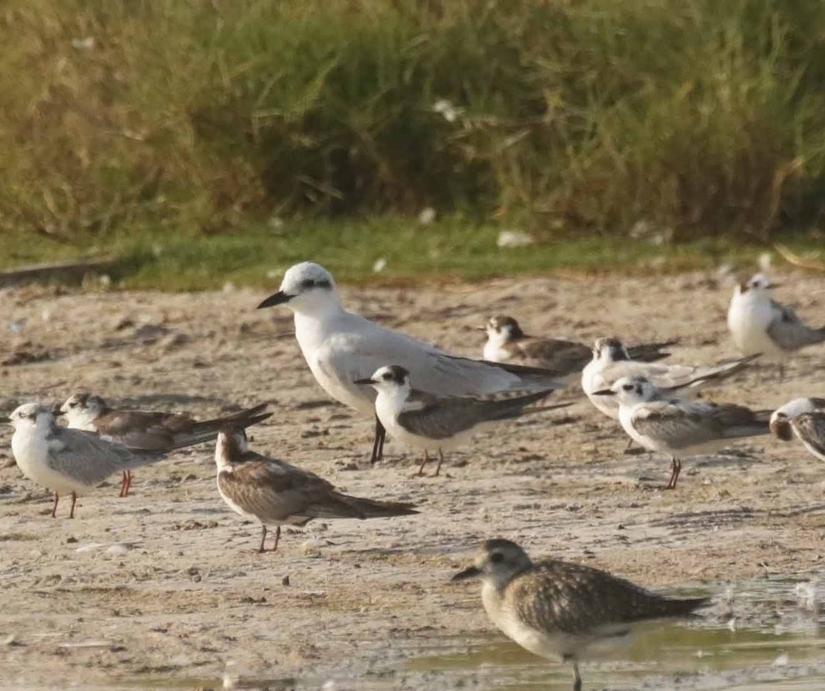 Txenada mokobeltza - ML646859056