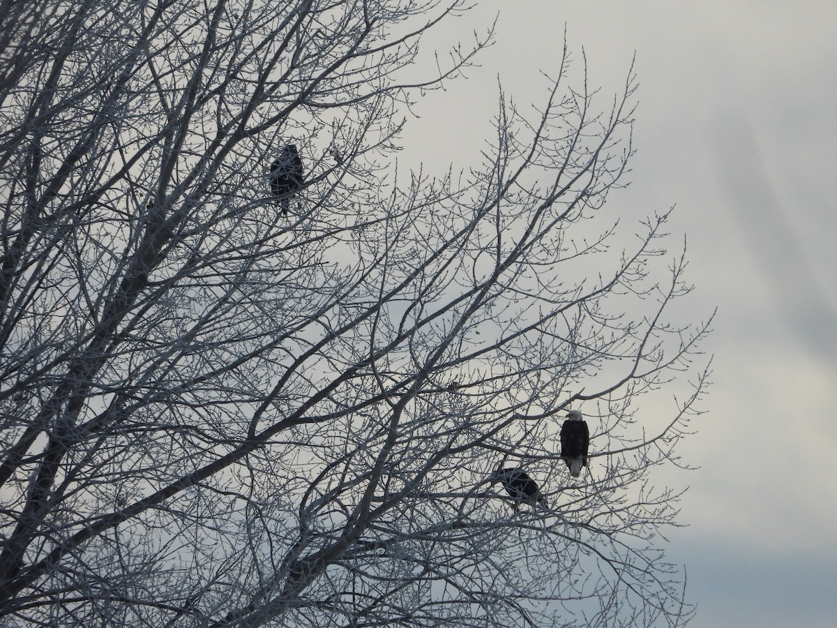 Itsas arrano buruzuria - ML646859057