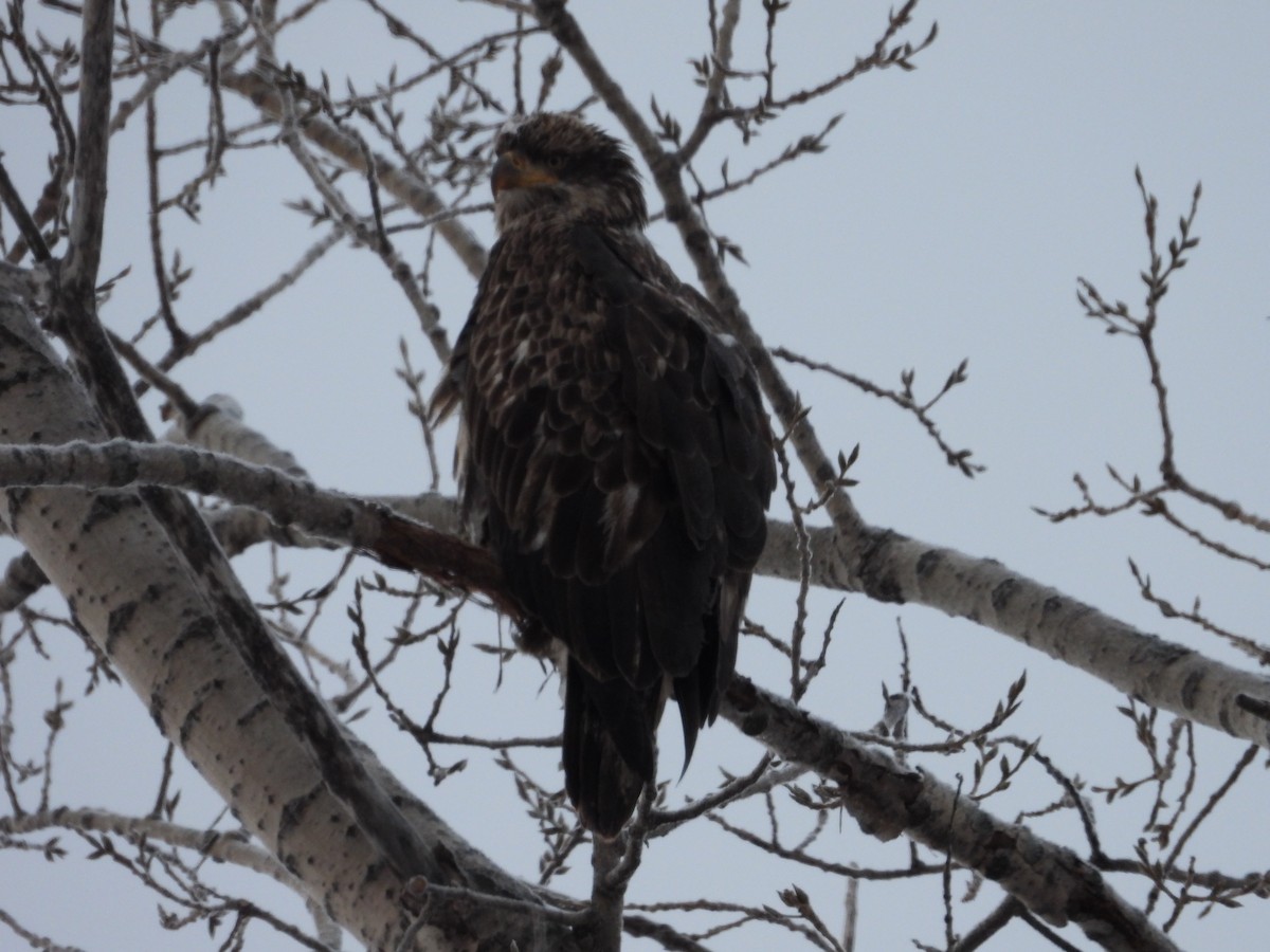 Itsas arrano buruzuria - ML646859058