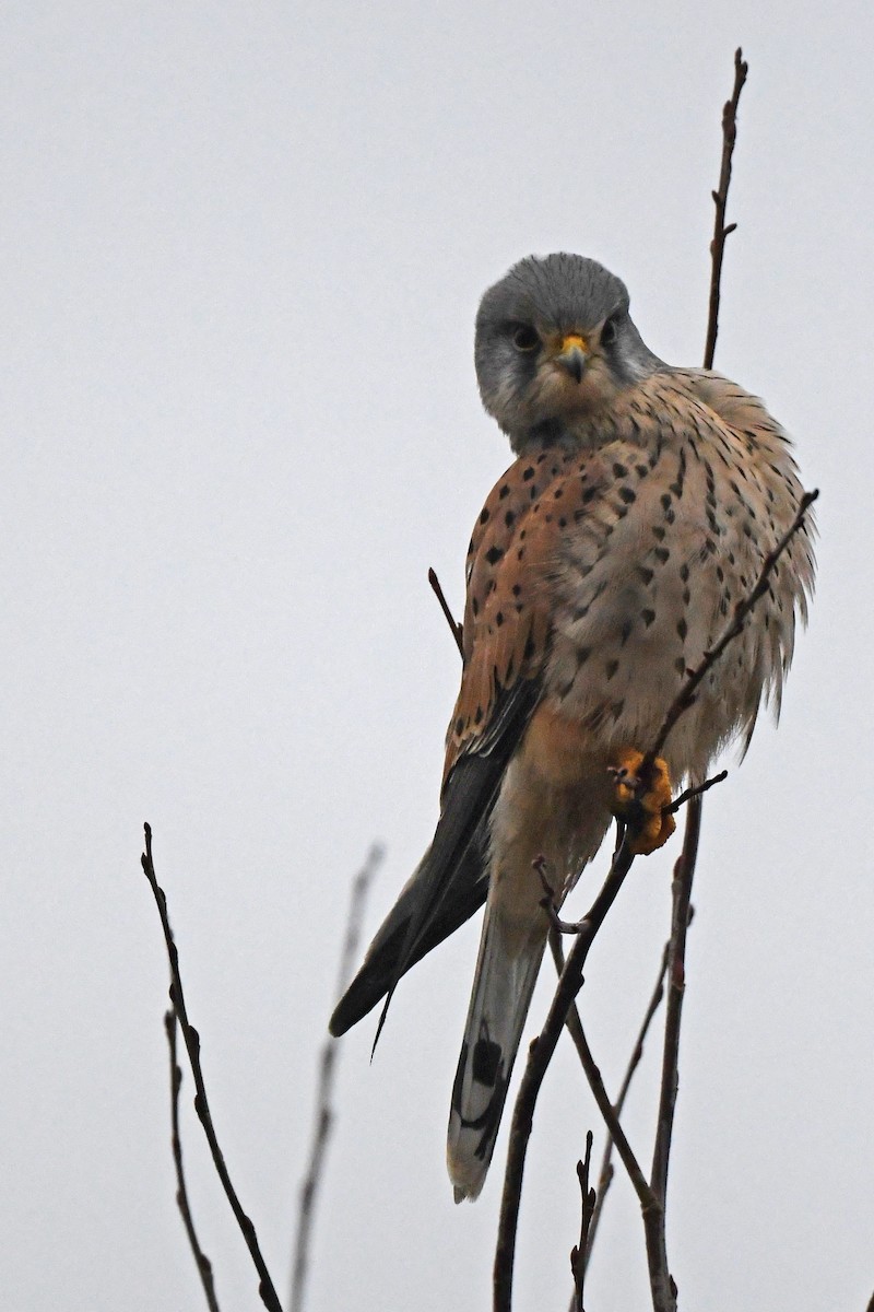 Eurasian Kestrel - ML646859059