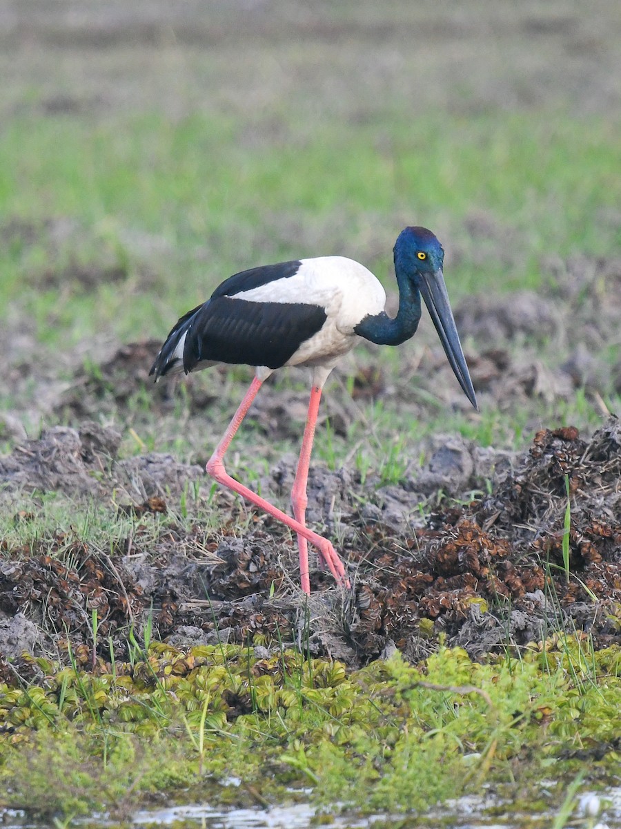 Jabirú Asiático - ML646859060